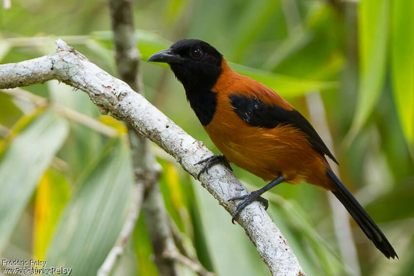 Pitohui bicoloreadulte, identification