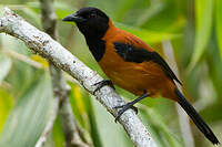 Pitohui bicolore