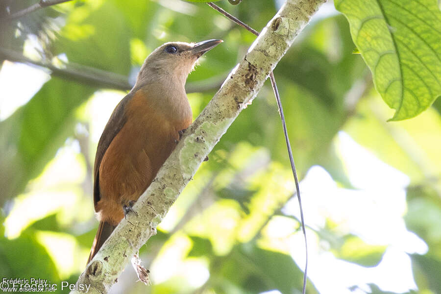 Pitohui des Raja Ampat