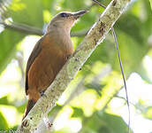 Pitohui des Raja Ampat