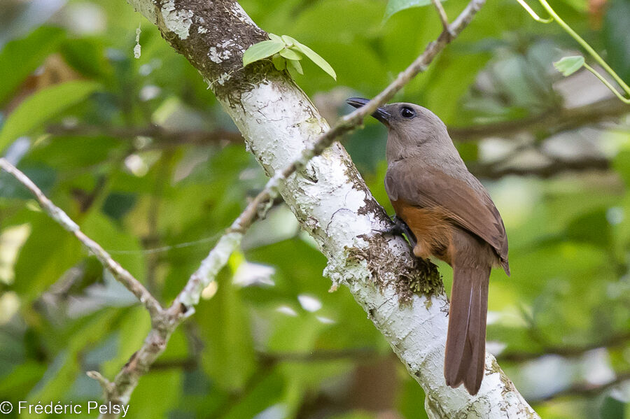 Pitohui des Raja Ampat