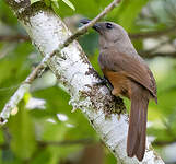 Pitohui des Raja Ampat