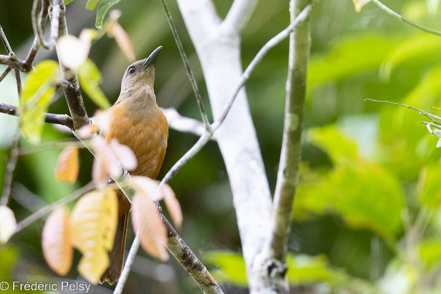 Raja Ampat Pitohui