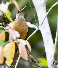 Pitohui des Raja Ampat