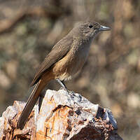 Pitohui des rochers