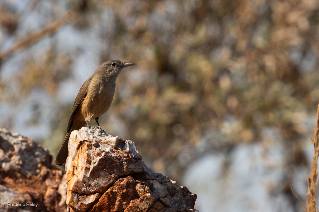 Sandstone Shrikethrush