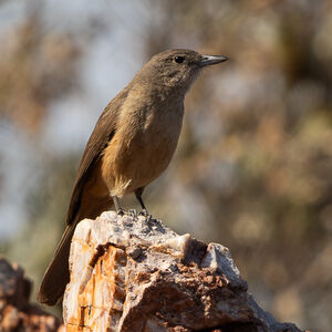 Pitohui des rochers