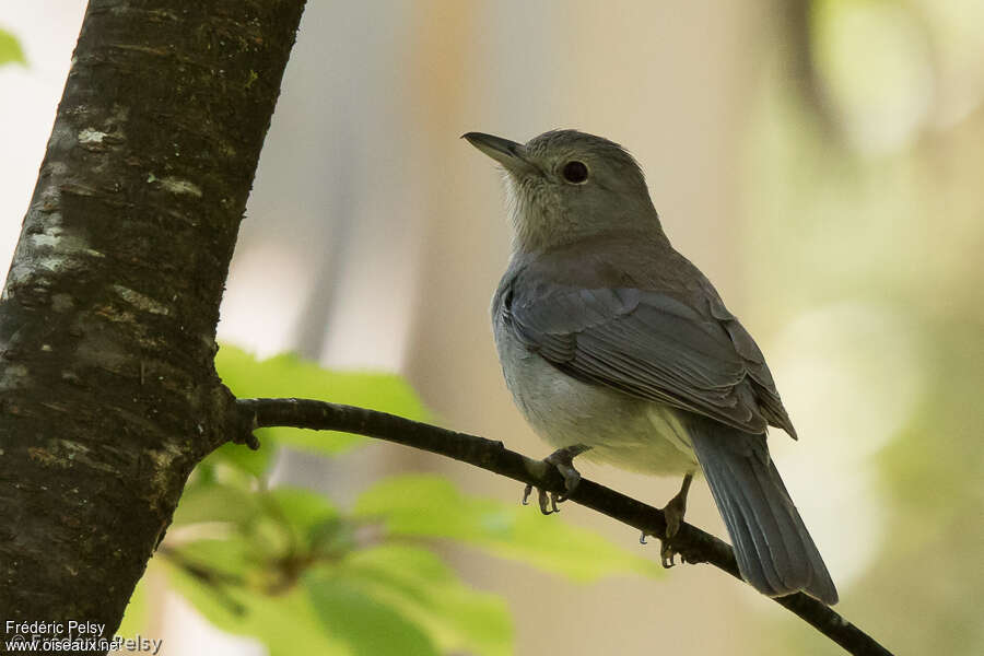 Pitohui grisadulte