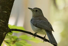 Grey Shrikethrush