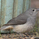 Pitohui gris
