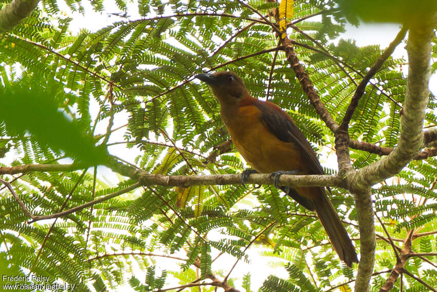 Northern Variable Pitohuiadult, identification