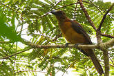 Pitohui variable