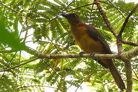 Northern Variable Pitohui