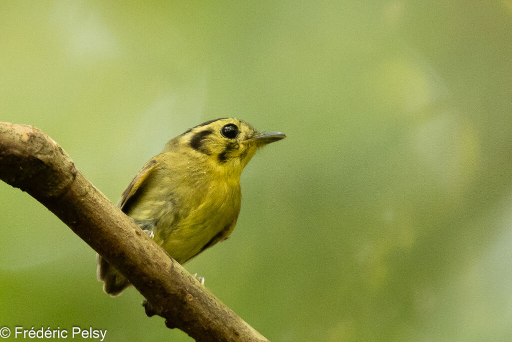 Golden-crowned Spadebill