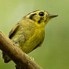 Platyrhynque à tête d'or
