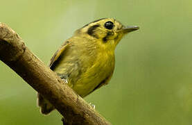 Golden-crowned Spadebill