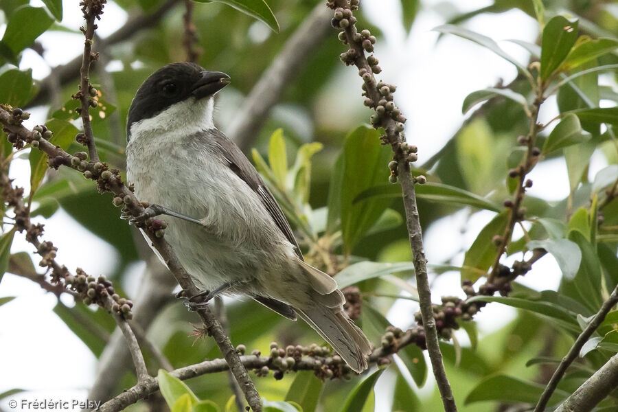 Puerto Rican Tanager