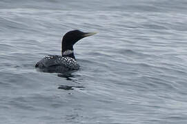 Yellow-billed Loon