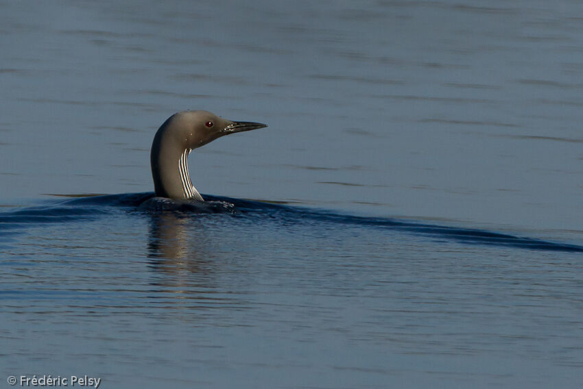 Plongeon arctiqueadulte