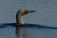 Plongeon arctique