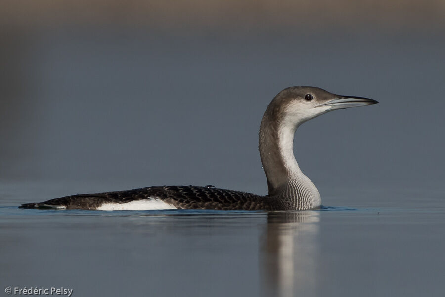 Black-throated Loonjuvenile