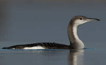 Plongeon arctique