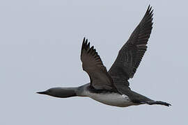 Red-throated Loon