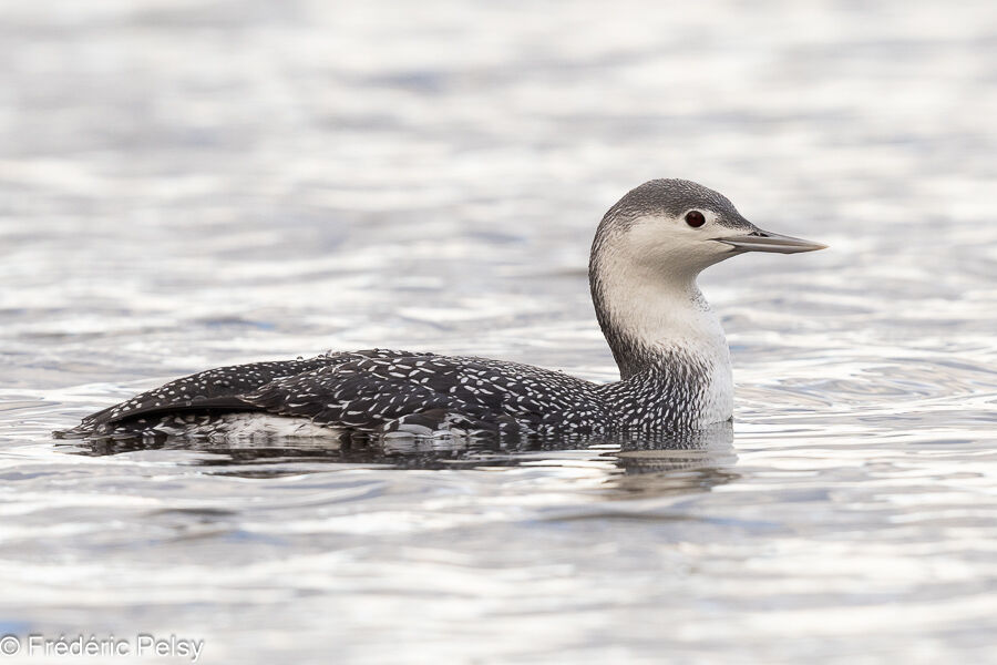 Red-throated Loonadult post breeding