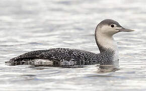 Red-throated Loon