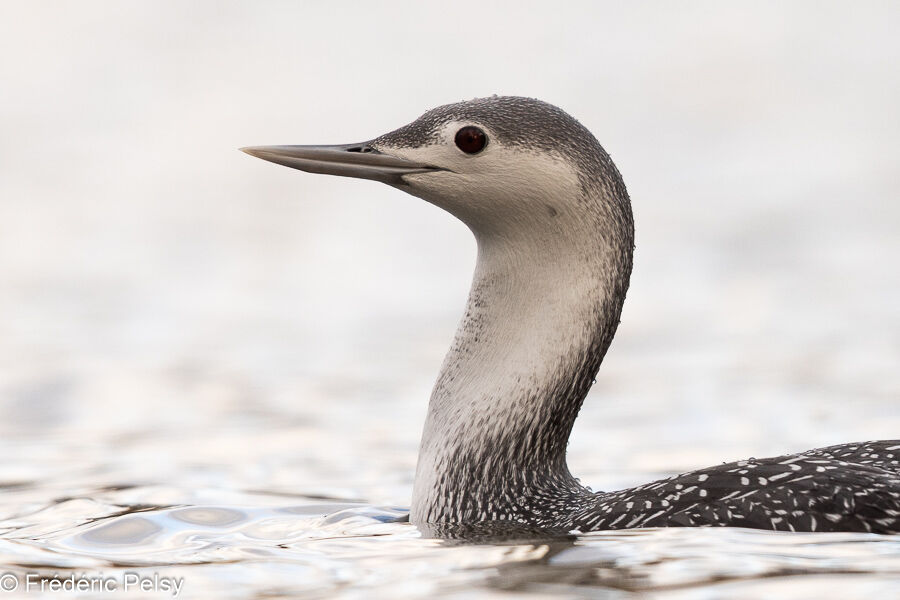 Red-throated Loonadult post breeding