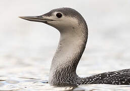 Red-throated Loon