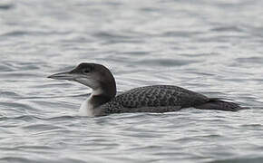 Common Loon