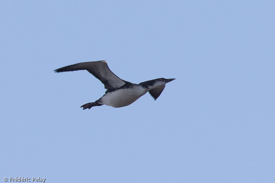 Common Loon, Flight