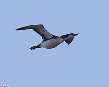 Common Loon