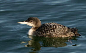 Common Loon