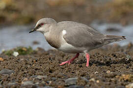 Magellanic Plover