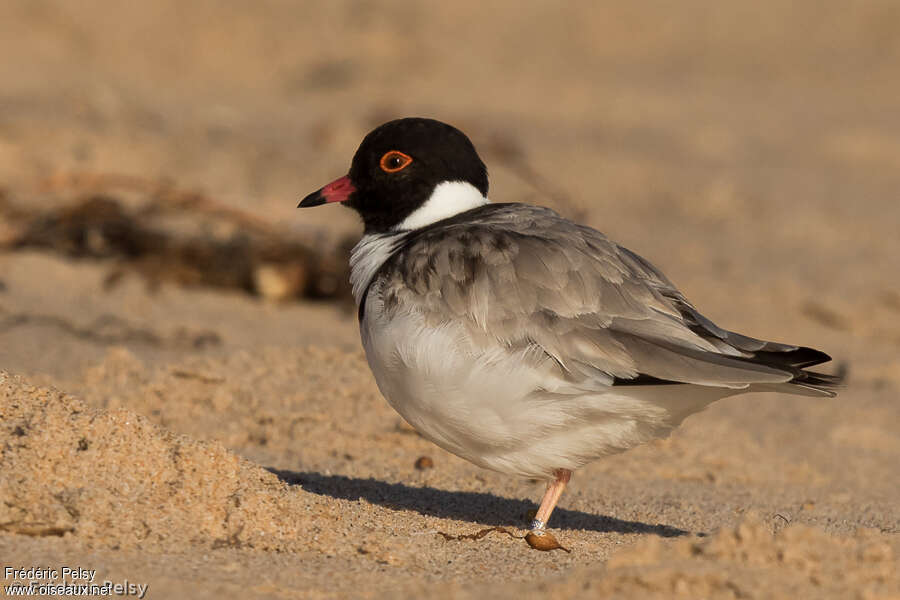 Hooded Dottereladult, identification