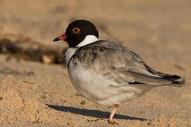 Hooded Plover