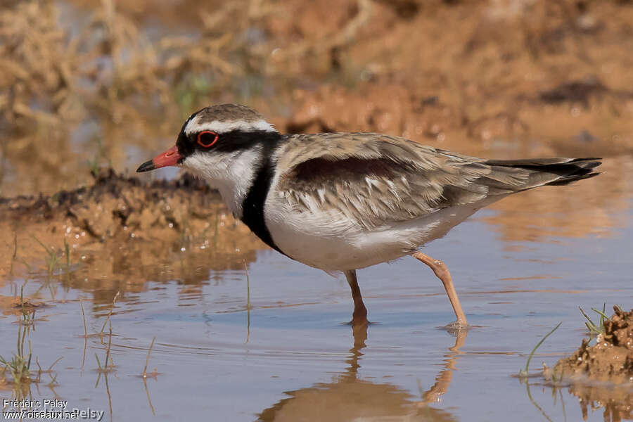 Black-fronted Dottereladult, identification