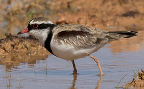 Black-fronted Dotterel