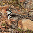 Pluvier à face noire