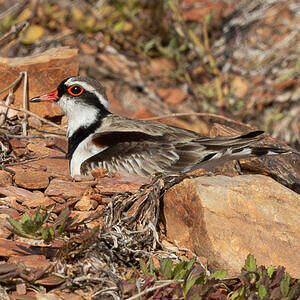 Pluvier à face noire