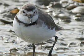 Wrybill