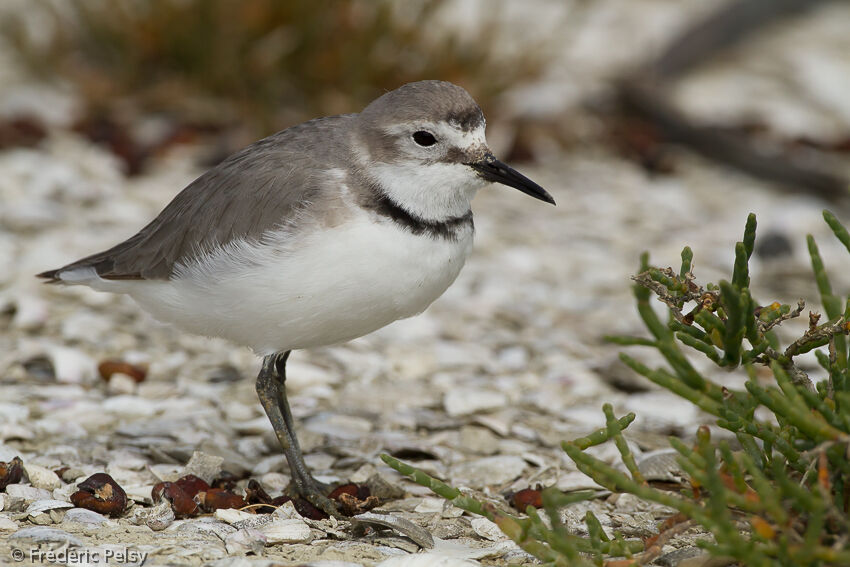 Pluvier anarhynqueadulte