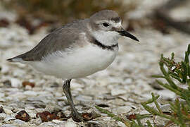 Wrybill