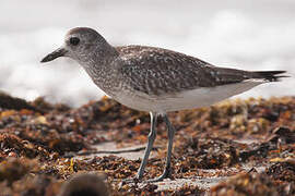 Grey Plover