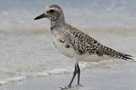 Grey Plover