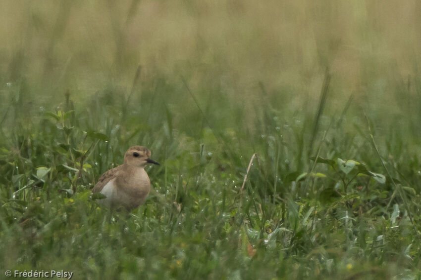 Caspian Ploverimmature