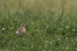 Caspian Plover