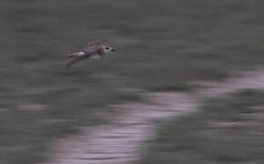 Caspian Plover